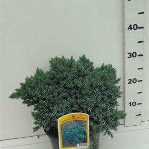 Juniperus squamata Blue Star Juniperus squamata 'Blue Star'
(1 Plants/Order)(19cmP 45cmH)