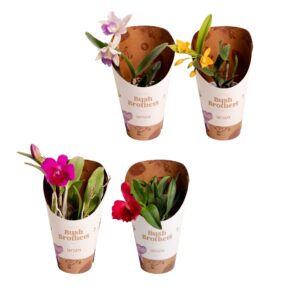 Cattleya Cattleya Small Headed 1 spike 2+ bud 12 cm
(12 Plants/Order)(12cmP 25cmH)