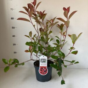 Photinia fraseri Red Robin Photinia fraseri 'Red Robin'
(1 Plants/Order)(19cmP 60cmH)