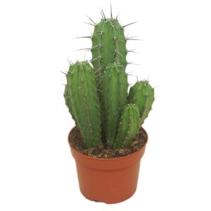 Polaskia chichipe Polaskia chichipe 12 cm
(6 Plants/Order)(12cmP 20cmH)