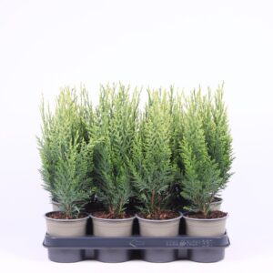 Chamaecyparis White Spo Chamaecyparis lawsoniana 'White Spot'
(11 Plants/Order)(11cmP 30cmH)