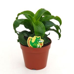 Dracaena Dracaena Twist
(8 Plants/Order)(12cmP 23cmH)