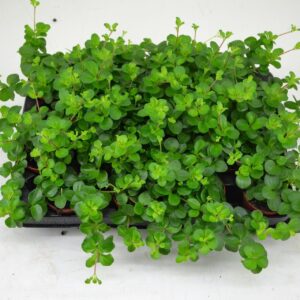 Peperomia rotundifolia peperomia 7 cm. Rotundifolia
(16 Plants/Order)(7cmP 12cmH)