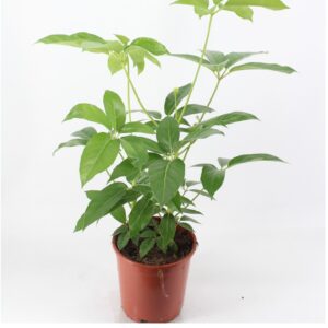 Schefflera Emerald Green schefflera amate 24 cm Pot
(1 Plants/Order)(24cmP 120cmH)