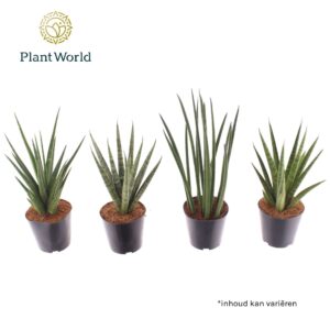 Sansevieria Cylindrica Sansevieria Thailand mix
(14 Plants/Order)(12cmP 30cmH)