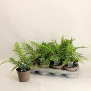 Dicksonia fibrosa Dicksonia Antarctica / Boomvaren 14cm
(8 Plants/Order)(14cmP 45cmH)