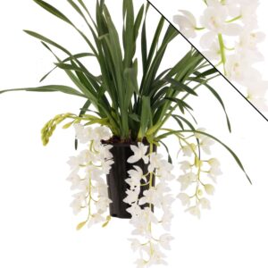 Cymbidium Ice Cascade Ice cascade 3-4 Ripsen
(6 Plants/Order)(14cmP 60cmH)
