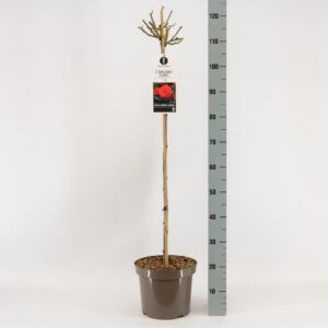 Rosa Rosa (F) Cherry Girl ®, stam 90, C7.5
(1 Plants/Order)(26cmP 120cmH)
