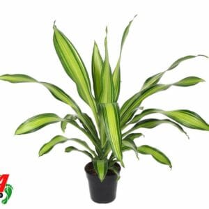 Dracaena Charley Dracaena Charley kopstek P21
(1 Plants/Order)(21cmP 80cmH)