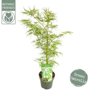 Acer palmatum Dissectum Acer palm. 'Dissectum' PREMIUM
(1 Plants/Order)(19cmP 65cmH)