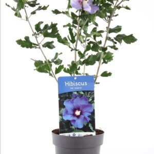 Hibiscus syriacus Hibiscus syr. 'Marina' P15
(1 Plants/Order)(15cmP 30cmH)