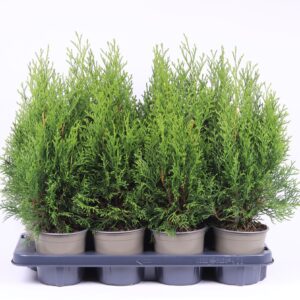 Thuja Smaragd Thuja occidentalis 'Smaragd' 
(8 Plants/Order)(13cmP 40cmH)