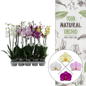 Phalaenopsis mixed Your Natural Orchid | mix 60cm | Phalaenopsis 2 spike
(10 Plants/Order)(12cmP 60cmH)