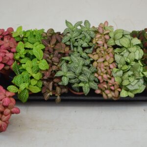 Fittonia FITTONIA mix 7 Colours GROOTBLADIG 8,5 CM
(21 Plants/Order)(8.5cmP 12cmH)