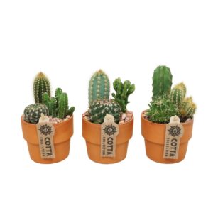 Arrangement Cactus Cactus Arrangement in 10 cm 'Terracotta Kraagpot'
(9 Plants/Order)(10cmP 16cmH)