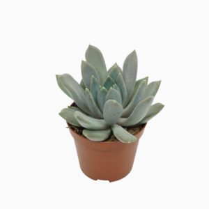 Pachyphytum 'Draco' Pachyveria 8,5 cm
(12 Plants/Order)(8.5cmP 12cmH)
