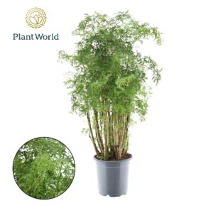 Polyscias fruticosa Polyscias Hawaiiana Ming busch
(1 Plants/Order)(21cmP 80cmH)