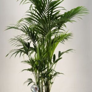Howea forsteriana KENTIA - P27 H190 - 12PP (Howea forsteriana)
(1 Plants/Order)(27cmP 190cmH)