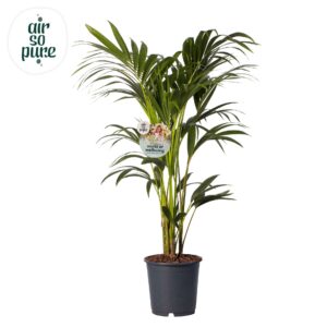 Howea forsteriana KENTIA - P24 H120 - 6PP - Air So Pure (Howea forsteriana) 
(1 Plants/Order)(24cmP 120cmH)