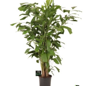 Caryota mitis Caryota mitis
(1 Plants/Order)(24cmP 140cmH)