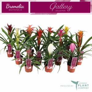 Bromelia Bromelia mix p9
(18 Plants/Order)(9cmP 35cmH)