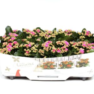 Kalanchoe Perfecta Purple Kalanchoe Double Deluxe Purple No Sleeve
(10 Plants/Order)(10.5cmP 22cmH)