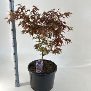 Acer palmatum Red Pygmy Acer pal. 'Red Pygmy'
(1 Plants/Order)(40cmP 125cmH)