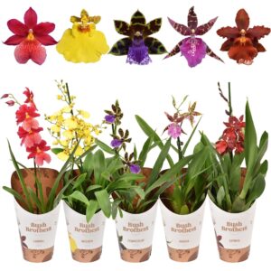 Orchideeen mix A1 small met potcover 12 cm
(10 Plants/Order)(12cmP 40cmH)