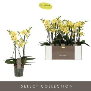 Phalaenopsis Multiflora Optimost Hera 3 spike
(10 Plants/Order)(12cmP 45cmH)