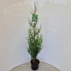 Thuja Atrovirens Thuja plic. ‘Atrovirens’ 
(1 Plants/Order)(19cmP 90cmH)
