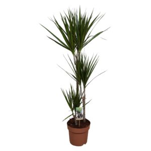 Dracaena marginata Dracaena Marginata 60-30-15
(1 Plants/Order)(21cmP 110cmH)