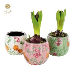 Hyacinthus Arrangement (1601) Hyacint Early Springtime [M] 1PP Mos 
(9 Plants/Order)(11cmP 16cmH)