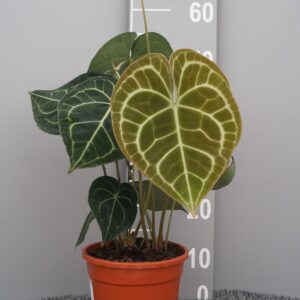 Anthurium clarinerviu Anthurium clarinervium
(2 Plants/Order)(17cmP 55cmH)