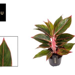 Aglaonema Jungle Red Aglaonema Jungle Red
(10 Plants/Order)(12cmP 40cmH)