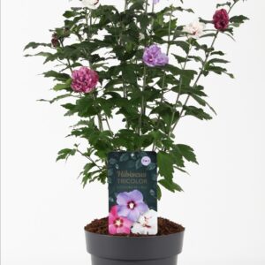 Hibiscus syriacus Hibiscus syr. 'Tricolor' P21/C4.6
(1 Plants/Order)(21cmP 55cmH)