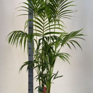 Howea forsteriana KENTIA - P24 H180 - 6PP (Howea forsteriana)
(1 Plants/Order)(24cmP 180cmH)