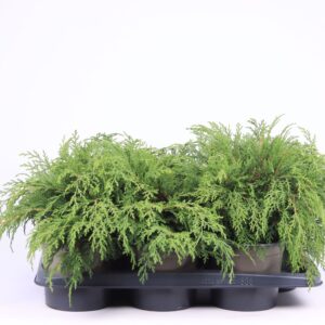 Microbiota decussata Microbiota decussata
(1 Plants/Order)(17cmP 35cmH)