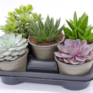 Succulenten mix Succulent mix 14
(5 Plants/Order)(14cmP 16cmH)