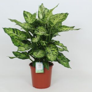 Dieffenbachia Sublime Purify Dieffenbachia Sublime 24 cm
(1 Plants/Order)(24cmP 80cmH)