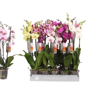 Phalaenopsis Phalaenopsis 7 color mix, 3-spike 22+
(10 Plants/Order)(12cmP 60cmH)