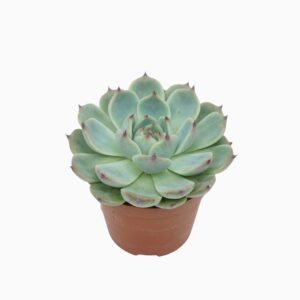 Echeveria Echeveria parva lindsayana 8,5 cm
(12 Plants/Order)(8.5cmP 10cmH)