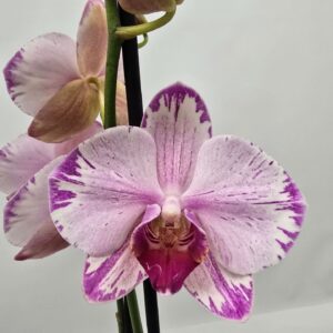 Phalaenopsis other Limited 53 Week 44
(6 Plants/Order)(12cmP 60cmH)