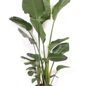 Strelitzia nicolai Strelitzia nicolai
(1 Plants/Order)(34cmP 220cmH)