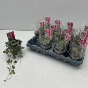 Ceropegia woodii ssp. woodii Ceropgia Woodii
(12 Plants/Order)(9cmP 15cmH)