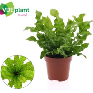 Asplenium Crispy Wave Crispy wave 12cm
(10 Plants/Order)(12cmP 25cmH)