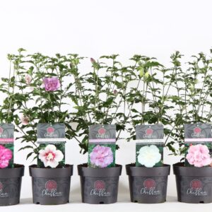 Hibiscus syriacus Hibiscus syr. 'Chiffon'® mix P19/C3
(1 Plants/Order)(19cmP 55cmH)