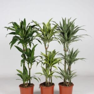Dracaena mix Dracaena other mixkar
(1 Plants/Order)(21cmP 105cmH)