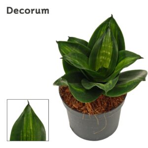 Sansevieria Hahnii Sansevieria Hahnii 9 cm Jade (Decorum)
(18 Plants/Order)(9cmP 15cmH)
