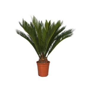 Cycas revoluta Cycas revoltua 12 + Leaf
(6 Plants/Order)(17cmP 70cmH)