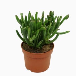 Crassula Gollum Crassula gollum 10,5 cm
(10 Plants/Order)(10.5cmP 20cmH)
